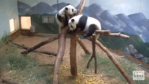 Pandas en el Zoo de Atlanta en vivo