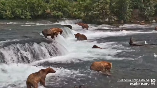 Katmai National Park Brooks Falls webcam