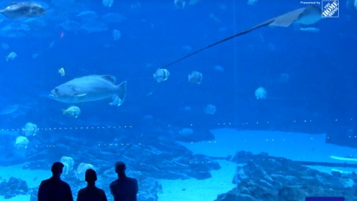 Atlanta Georgia Aquarium webcam