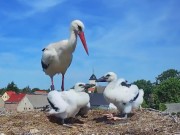 Havelsee - White Stork