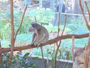 Brisbane : Koala Sanctuary