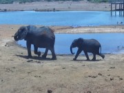 Tsavo East National Park - Wildlife