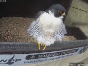 Wakefield : Peregrine Falcon