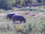Olifants River - Wildlife