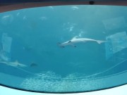 Miami - Tiburón