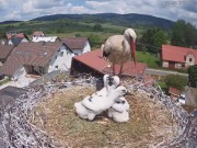 Mlade Buky - Stork