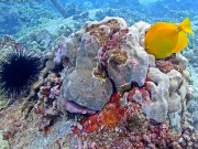 夏威夷岛 - 珊瑚礁