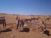 纳米布沙漠 - 野生动物