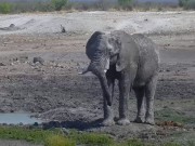 Madikwe Game Reserve - Wildlife