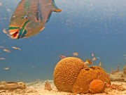 Kralendijk - Arrecife de Coral
