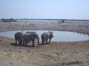 Etosha National Park : Wildlife