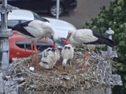 IJsselstein - Stork