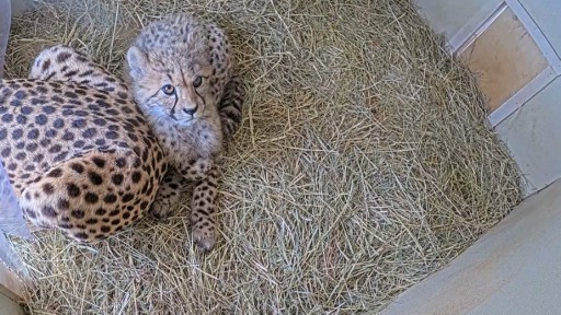 Camara en vivo en el Parque Zoologico Nacional Smithsoniano