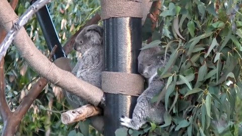 サンディエゴ動物園のライブカメラ