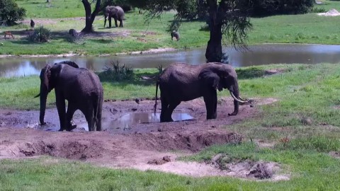 Live Wildlife Webcam in Tembe Elephant Park