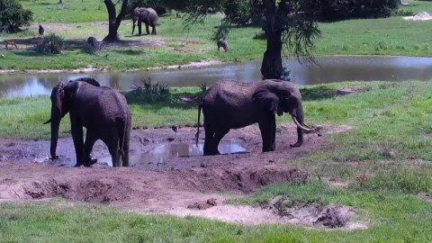 テムベ・エレファントパーク 野生動物のライブカメラ