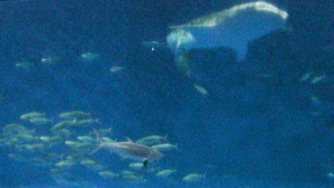 Kagoshima Aquarium webcam
