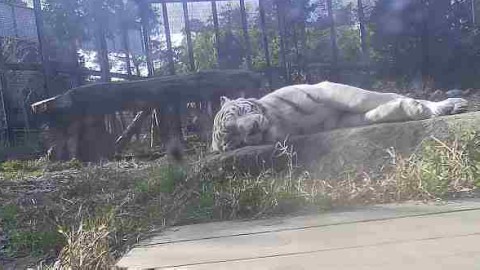 Live White Tiger Webcam in Kagoshima