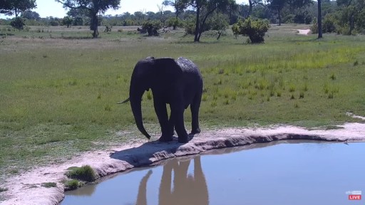 Live Wildlife Webcam in Sabi Sand Game Reserve