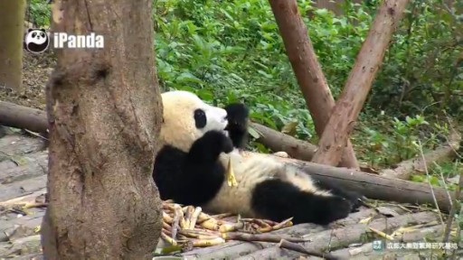 Chengdu en vivo Panda Gigante