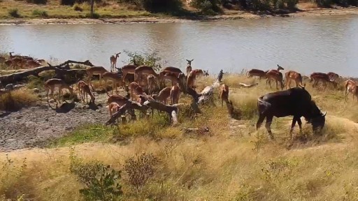 Djuma Game Reserve Wildlife webcam