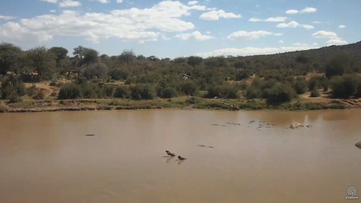 Laikipia County Wildlife webcam