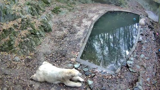 ブルノ動物園のライブカメラ