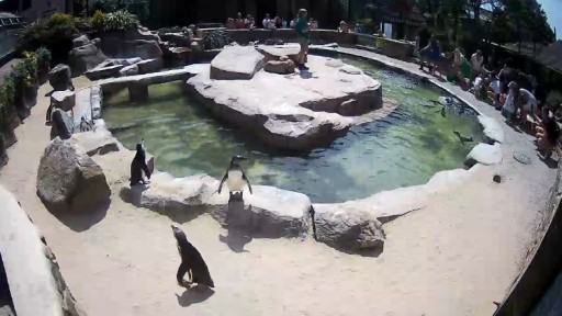 Cornwall Penguins at Paradise Park webcam