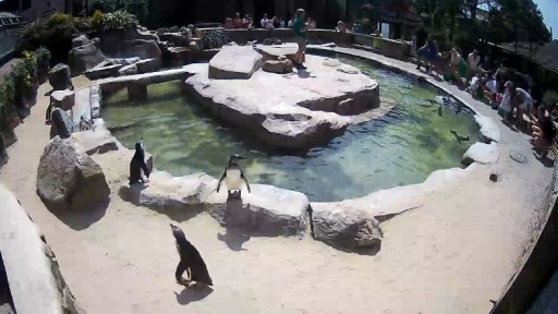 Paradise Park Penguin Webcam