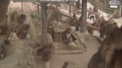 Sumoto Monkey webcam