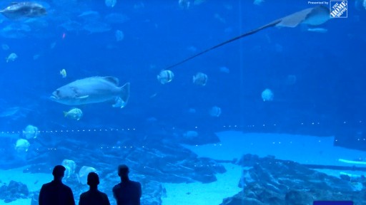 アトランタ ジョージア水族館のライブカメラ