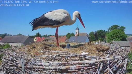Havelsee White Stork webcam