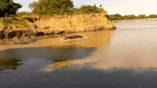 Live Hippopotamus Webcam in South Luangwa National Park