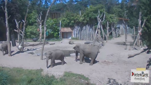 アメルスフォールト 動物園のライブカメラ