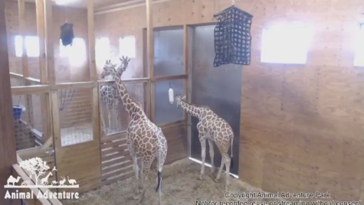 Harpursville Giraffes webcam
