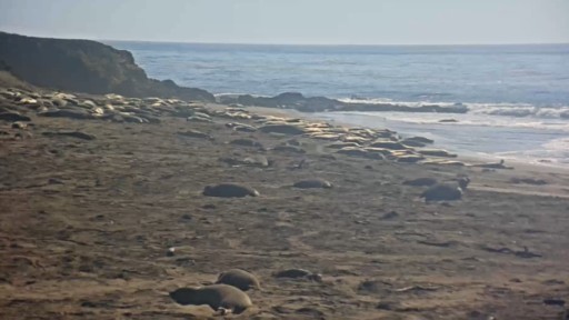 San Luis Obispo en vivo Elefantes Marinos