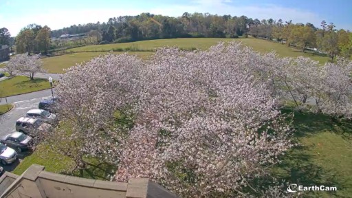 Macon - Cherry Blossoms Webcam