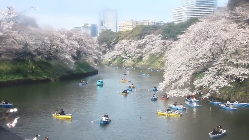 Tokio Chiyoda en vivo - Chidorigafuchi Foso