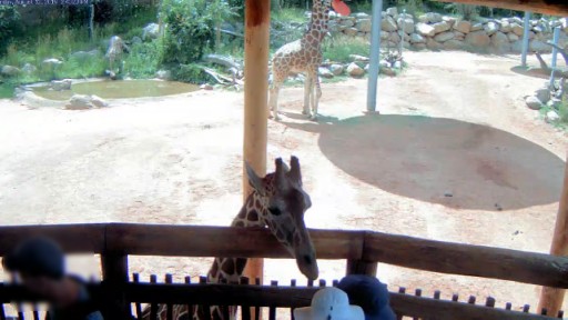 Colorado Springs en vivo Jirafas del Zoológico de Cheyenne Mountain