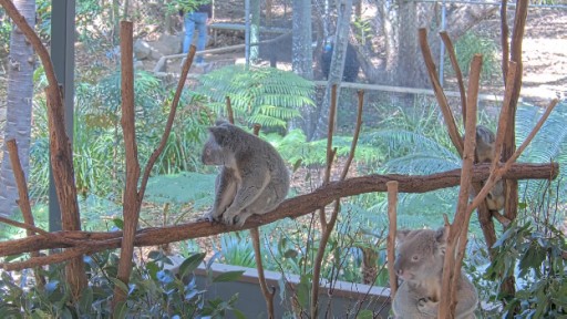 Brisbane Koala Sanctuary webcam