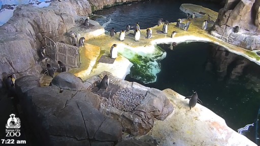 カンザスシティ動物園のライブカメラ