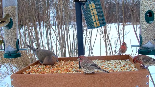 Akron Bird Feeder webcam
