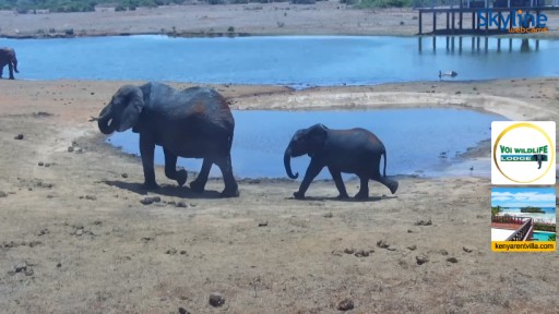 Tsavo East National Park Wildlife webcam