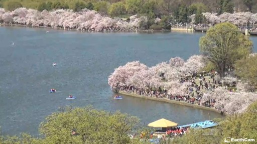 ワシントンDC タイダルベイスンのライブカメラ