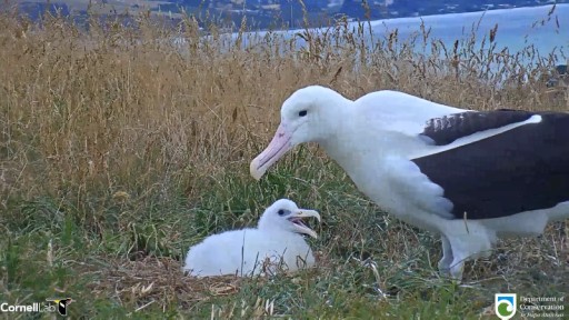 Live Royal Albatross Webcam in Dunedin