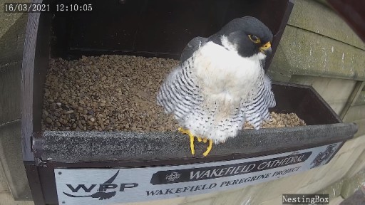 Live Peregrine Falcon Webcam in Wakefield