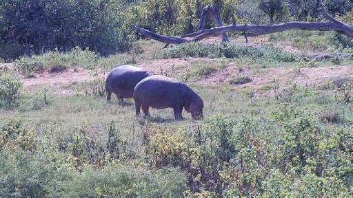 Vida silvestre en Vivo - Rio Olifants (Limpopo)