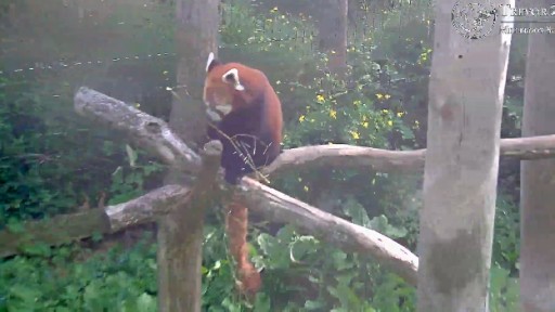 ミルブルック トレバー動物園のライブカメラ