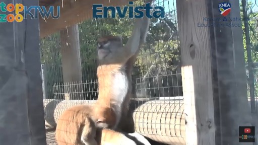 Topeka Zoo webcam