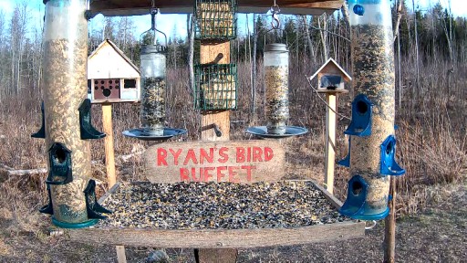 Bird Feeder Webcam in Brownville